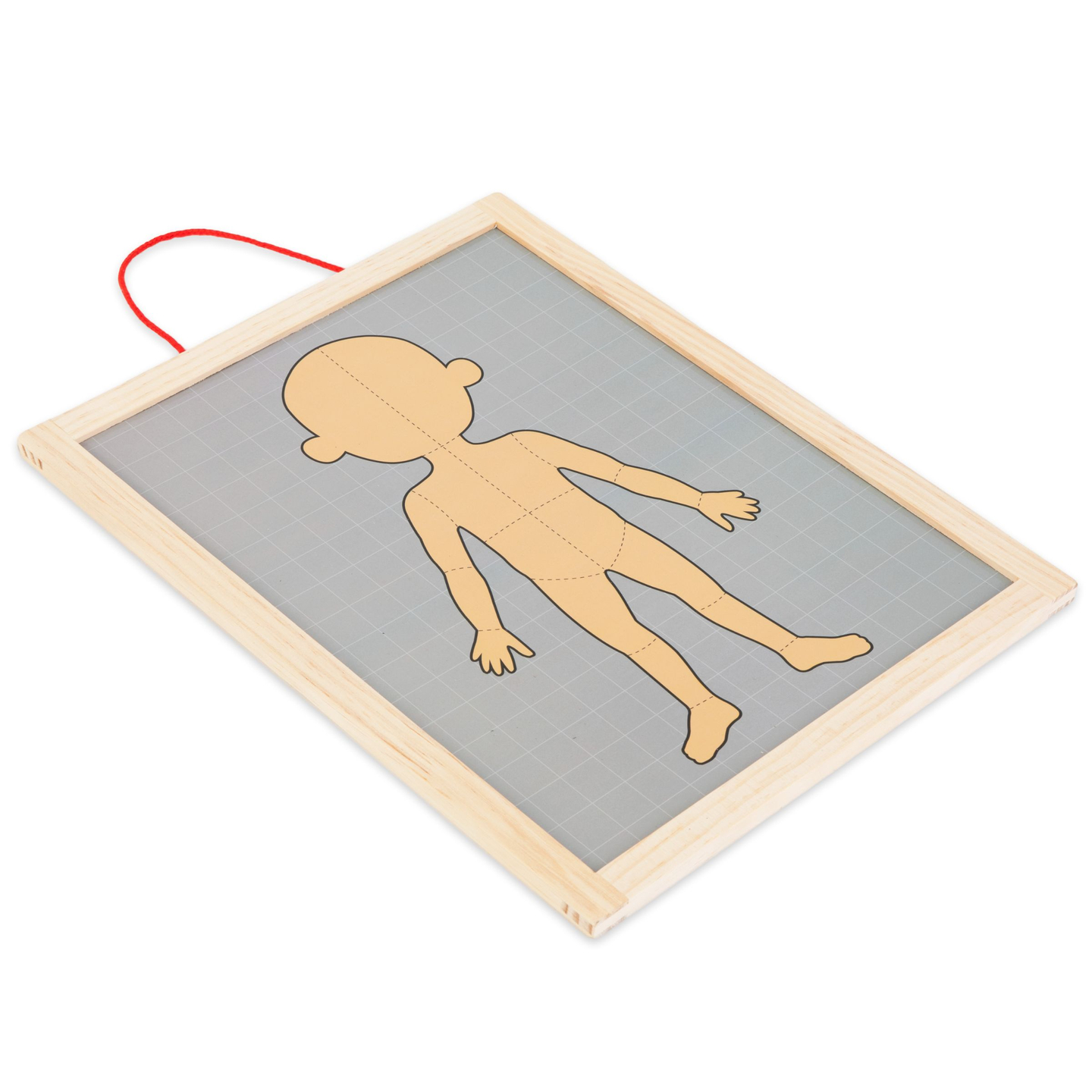 Magnetiske gåder - Videnskab om anatomi - Den menneskelige krop