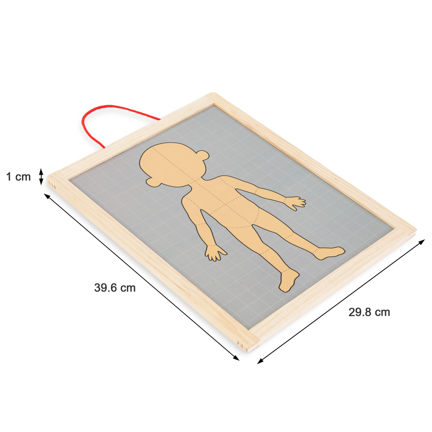Magnetiske gåder - Videnskab om anatomi - Den menneskelige krop