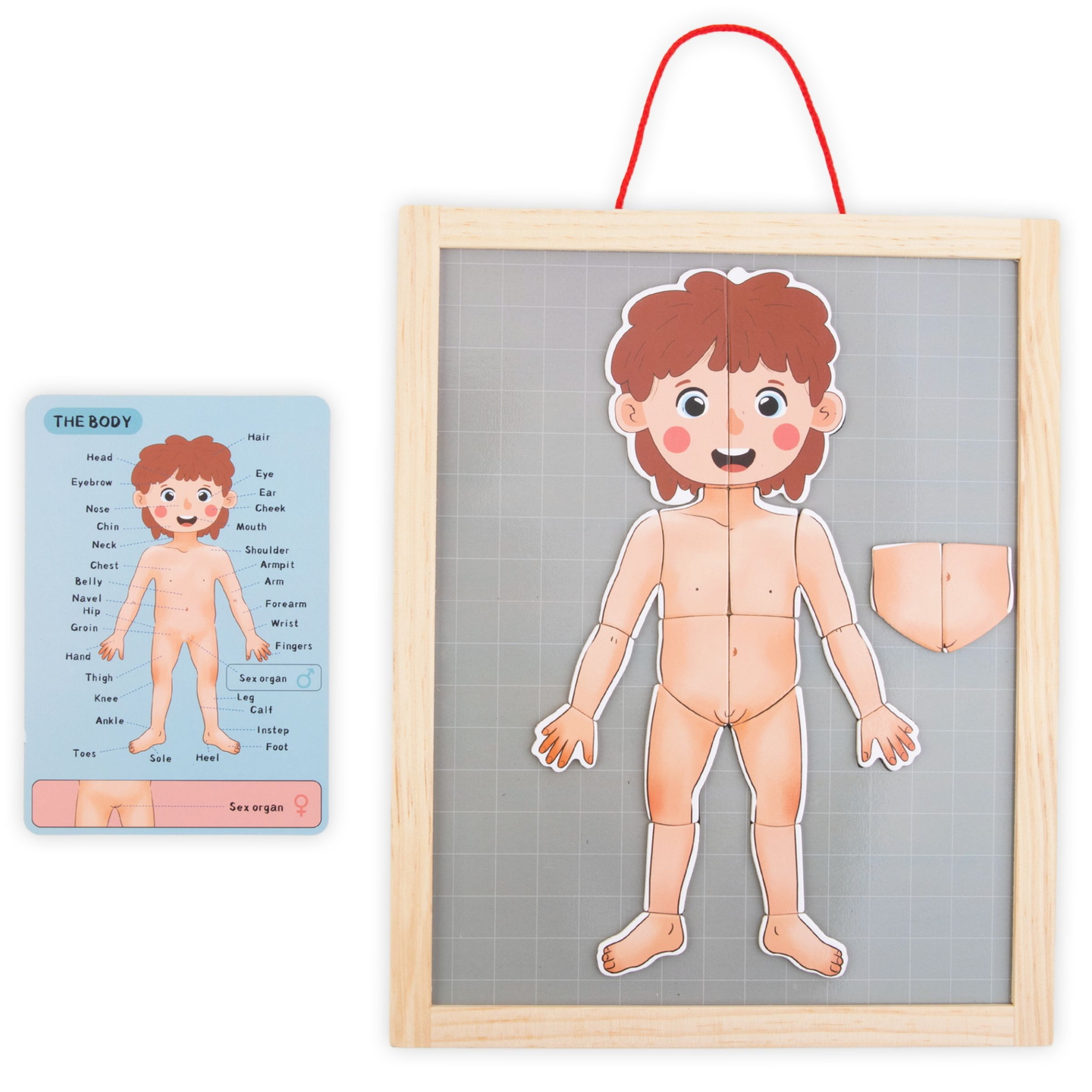 Magnetiske gåder - Videnskab om anatomi - Den menneskelige krop