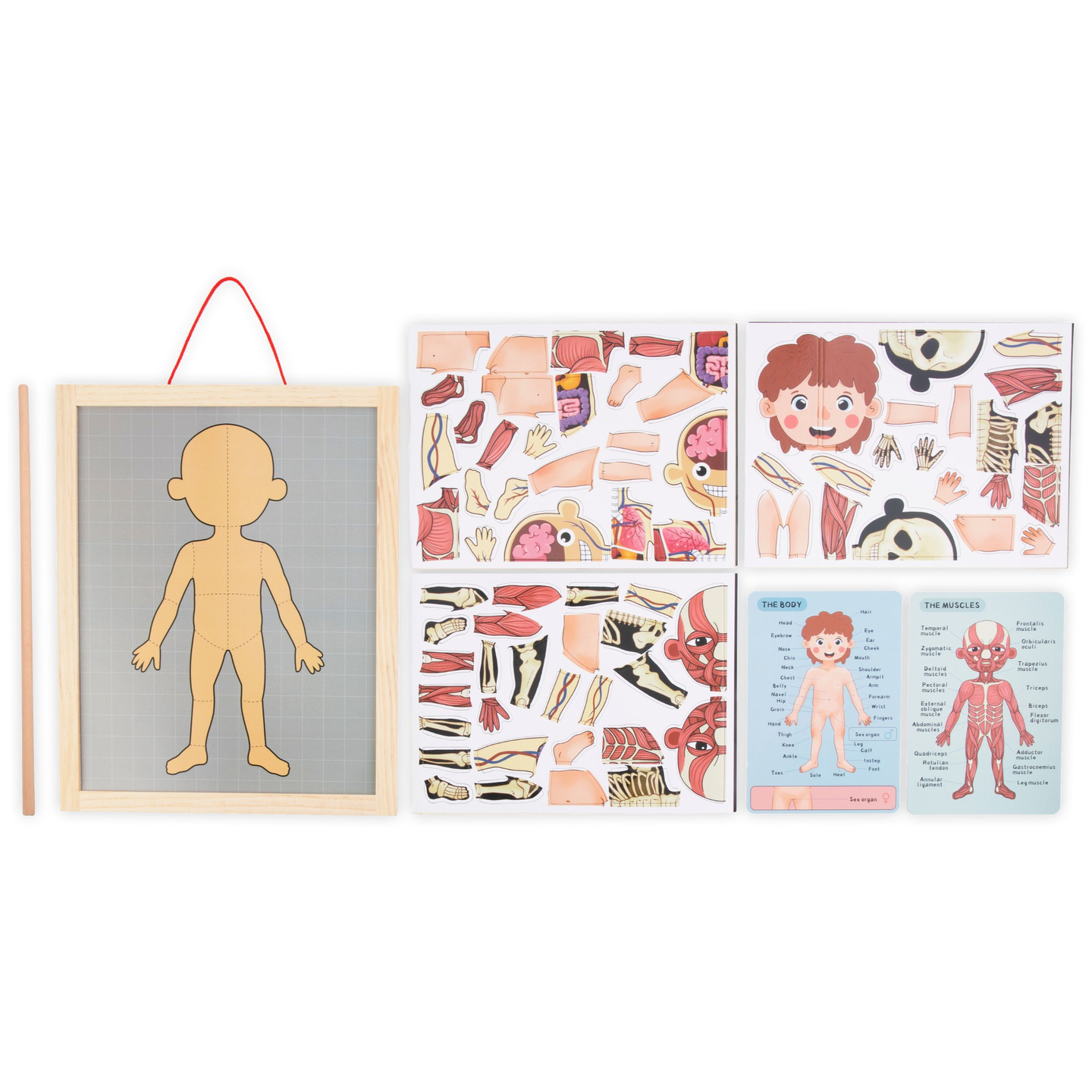 Magnetiske gåder - Videnskab om anatomi - Den menneskelige krop