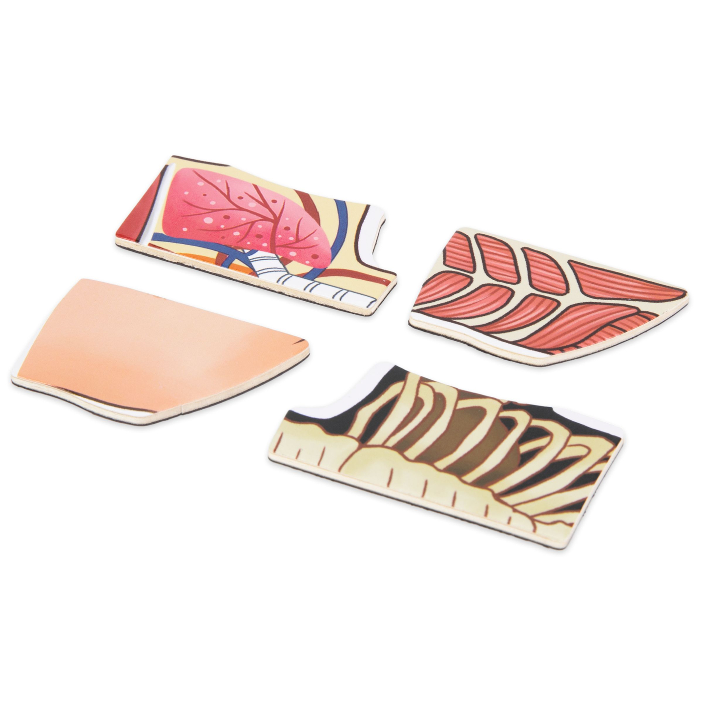 Magnetiske gåder - Videnskab om anatomi - Den menneskelige krop